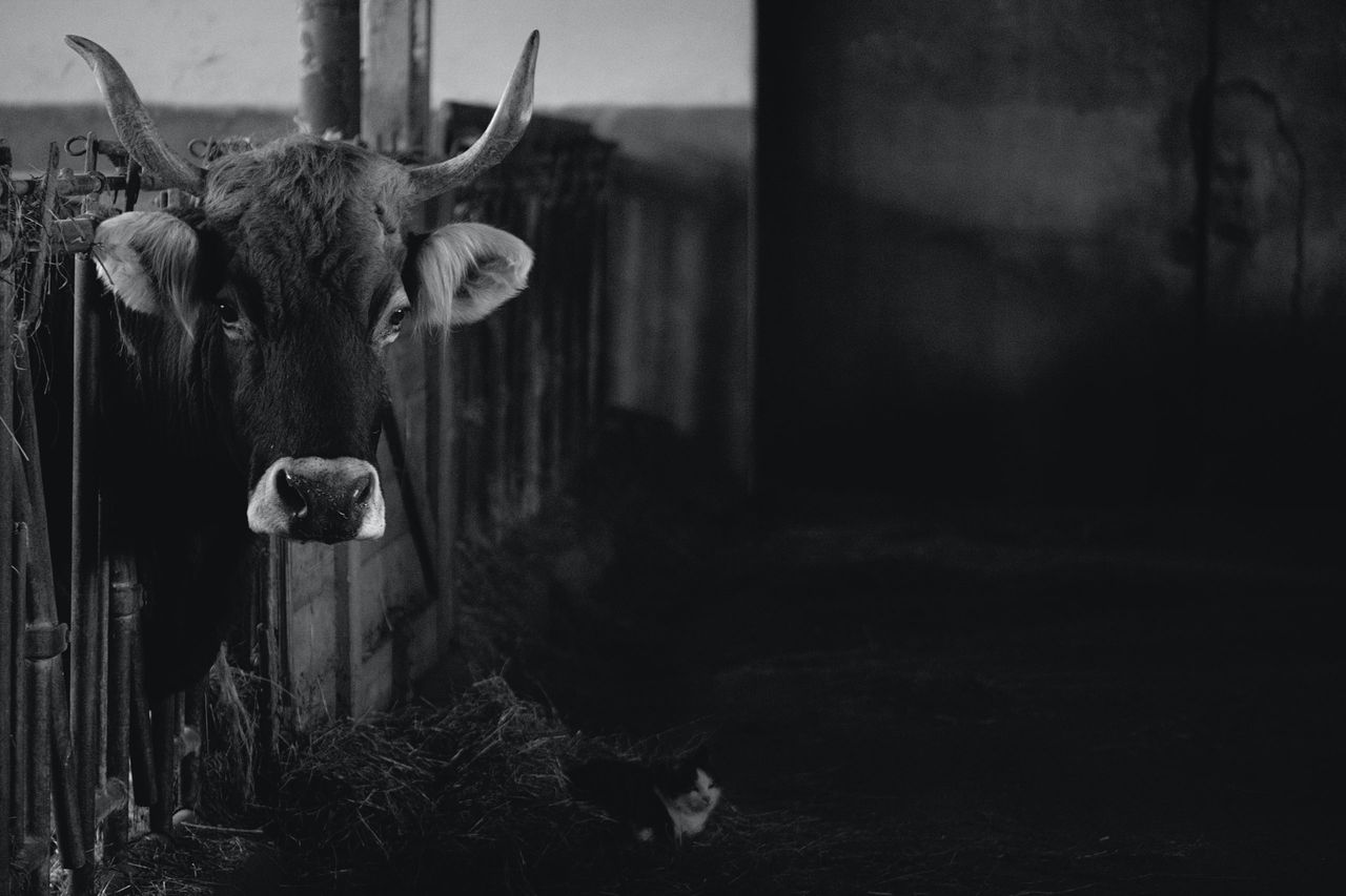 Swiss vote against ban on intensive livestock farming