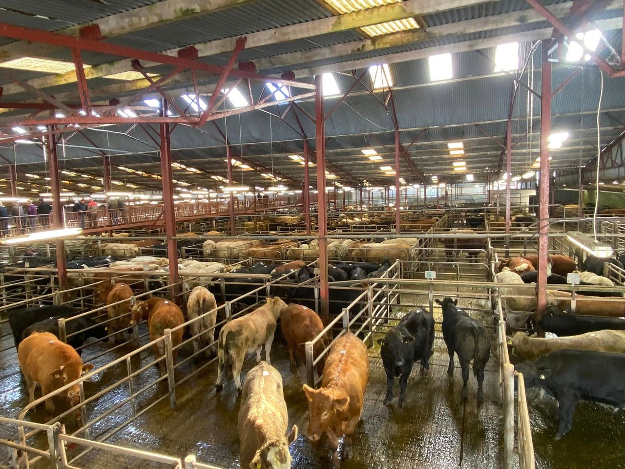 Cows top €2,670 at Athenry Mart