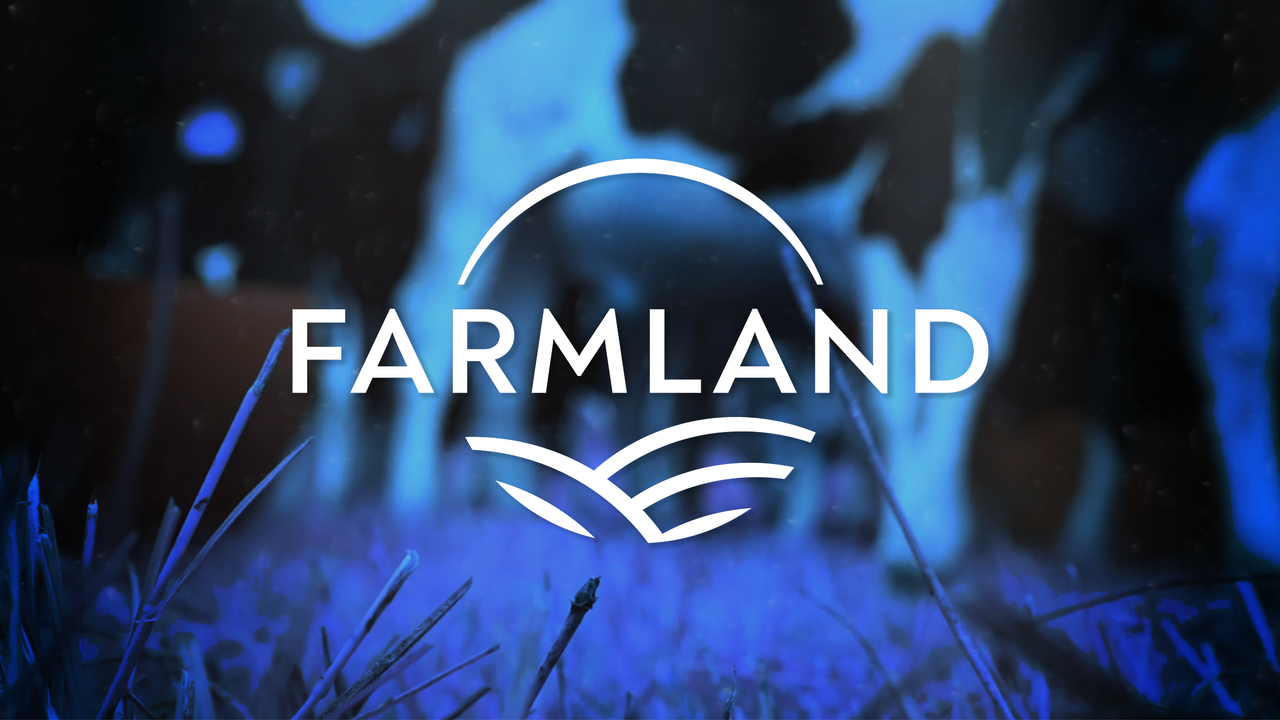 Farmland: Bird flu in Ireland and the 2022 maize harvest