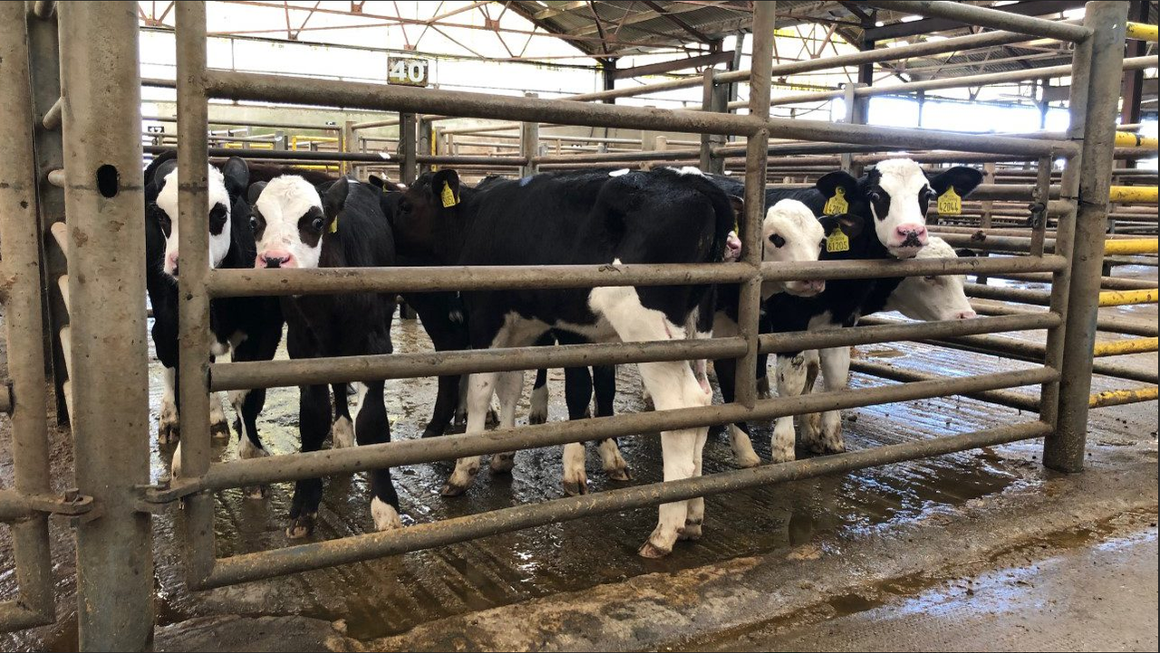 Calf trade: Numbers holding at Enniscorthy Mart