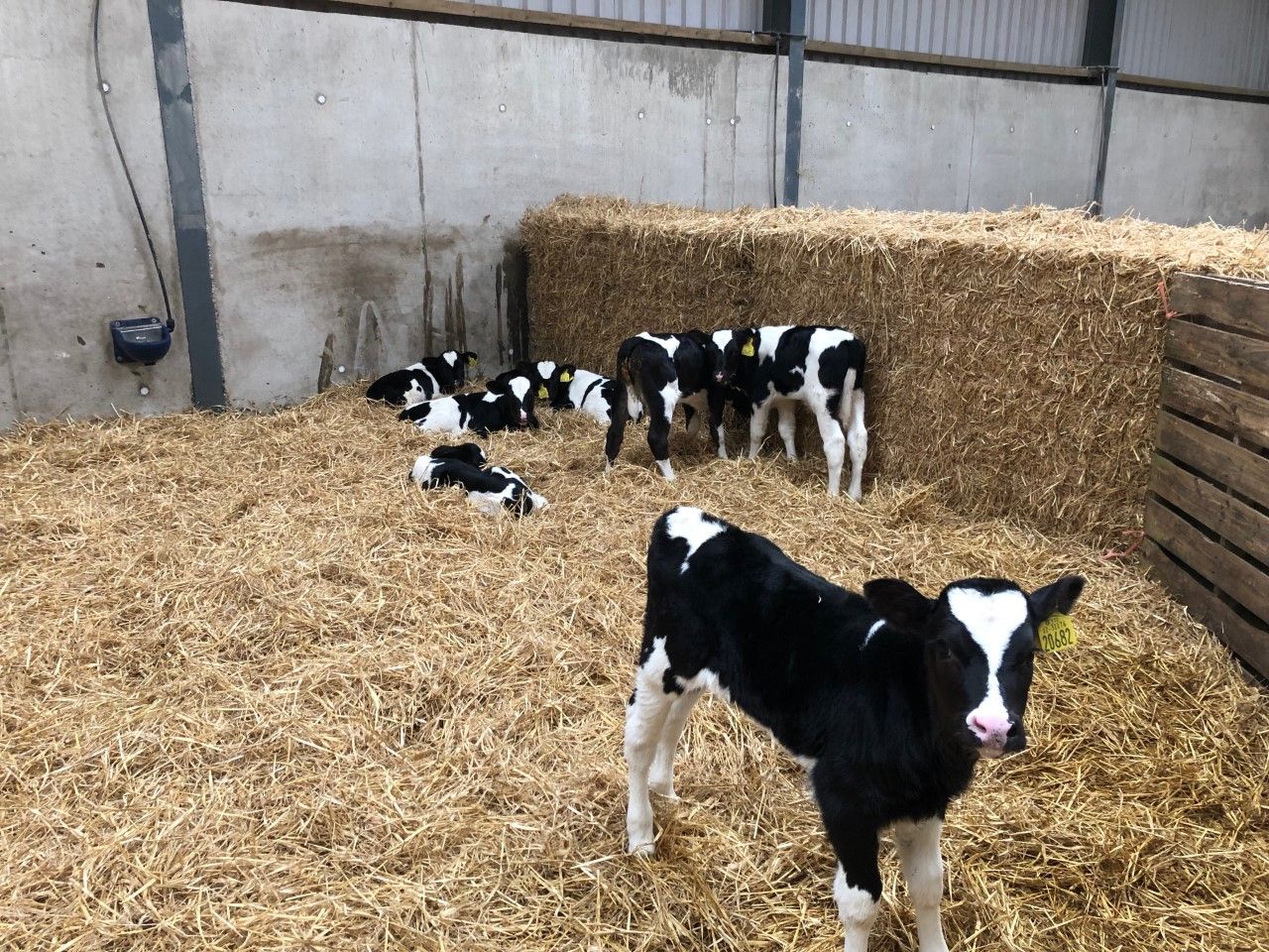 Dairy calf registrations surpass the one million head mark