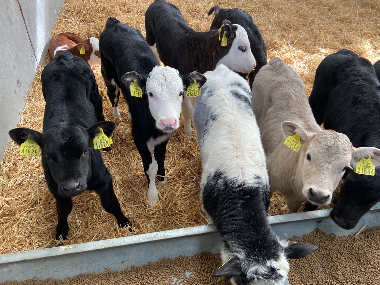What was paid for dairy-origin calves in spring 2020?