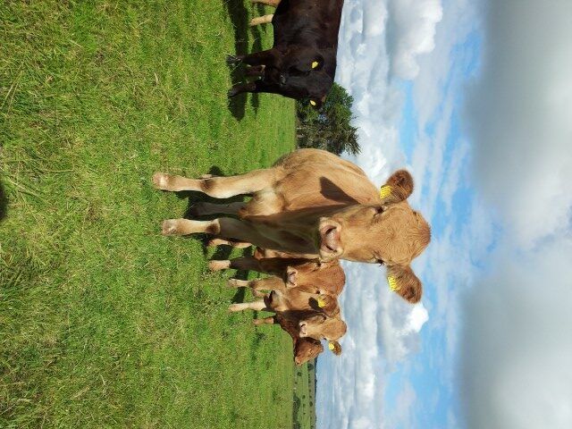UK processors look for heifers to reduce spec limitations