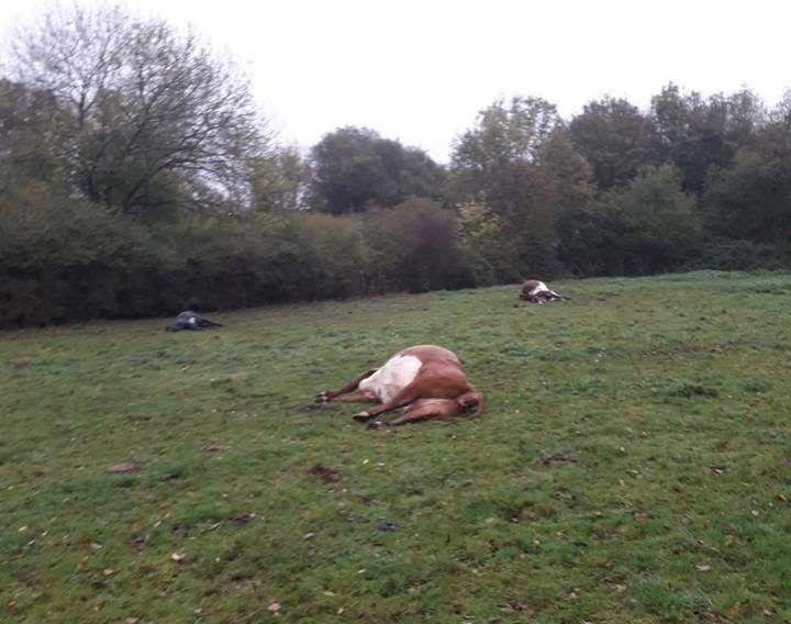 9 cattle die after eating yew tree trimmings dumped in field