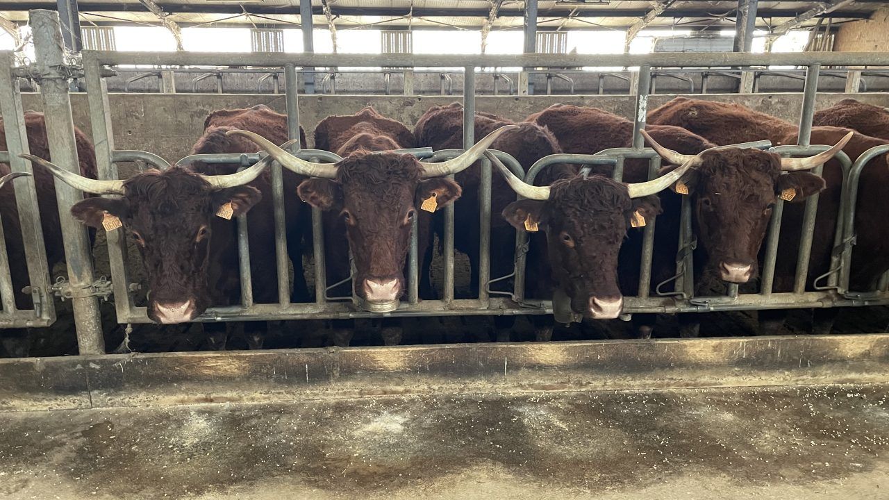 Beef Focus Revisit: Milking Salers suckler cows in France