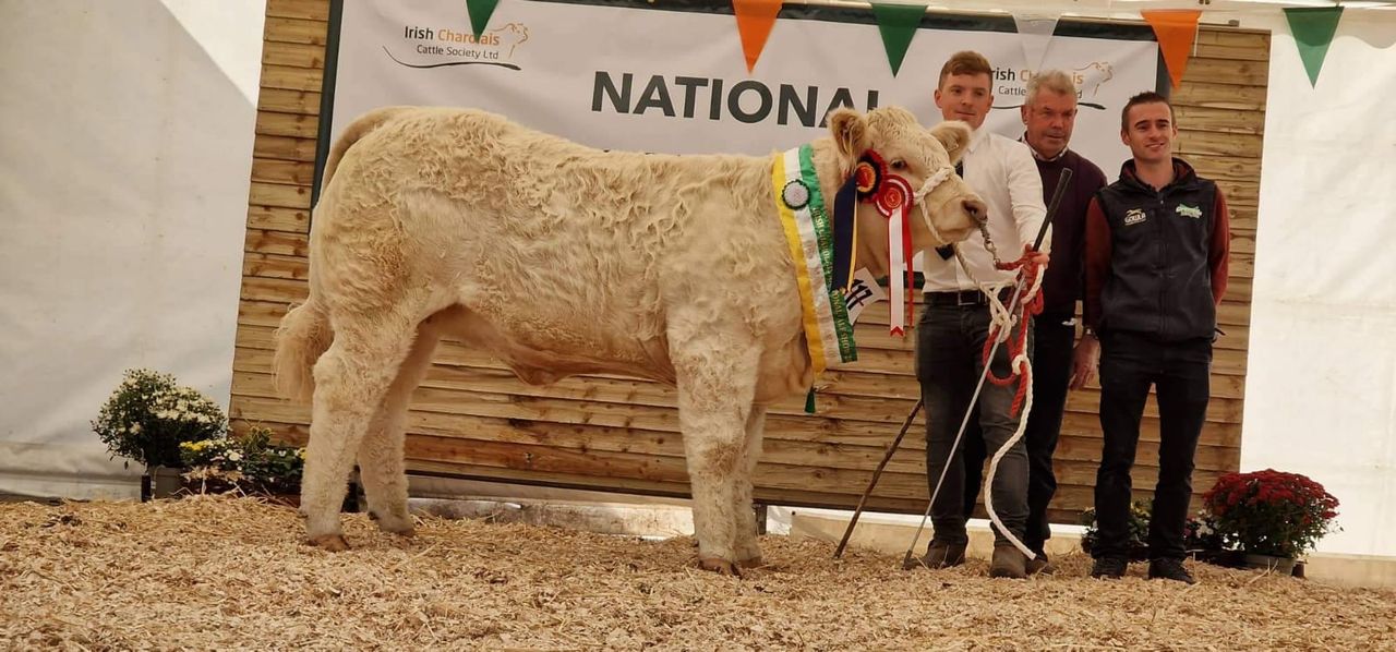 Pictures: Over 200 entries at National Charolais Calf Show
