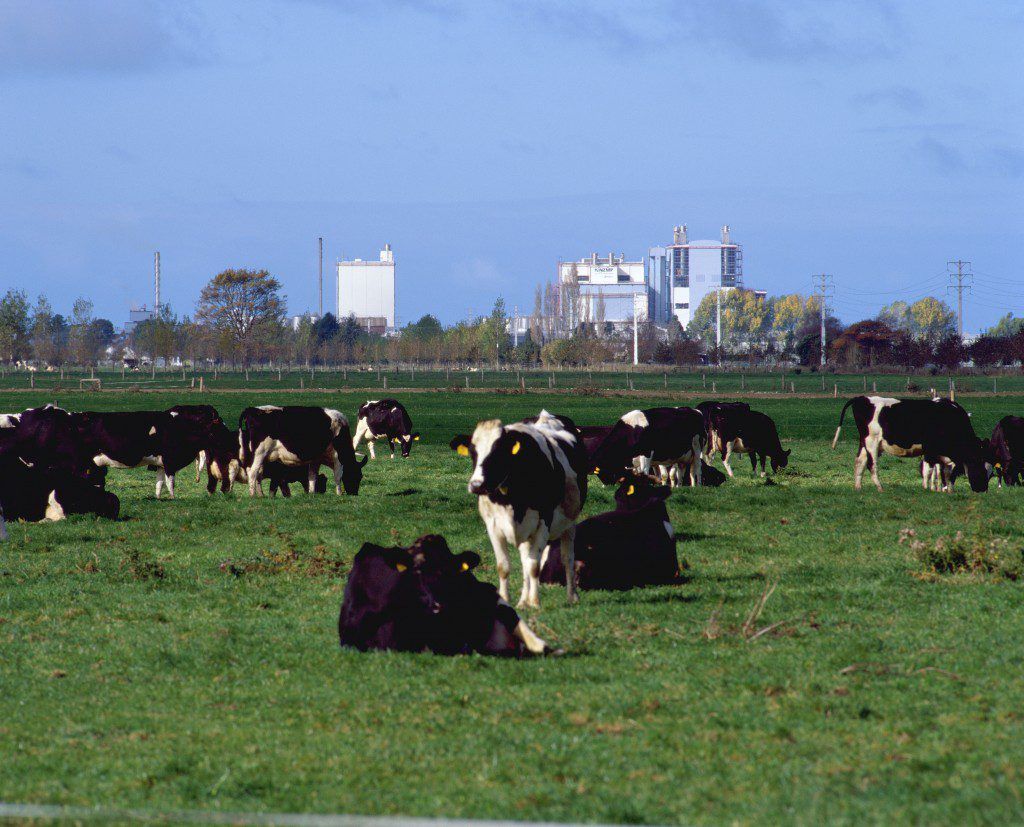 New Zealand milk production up 1.2% year-on-year