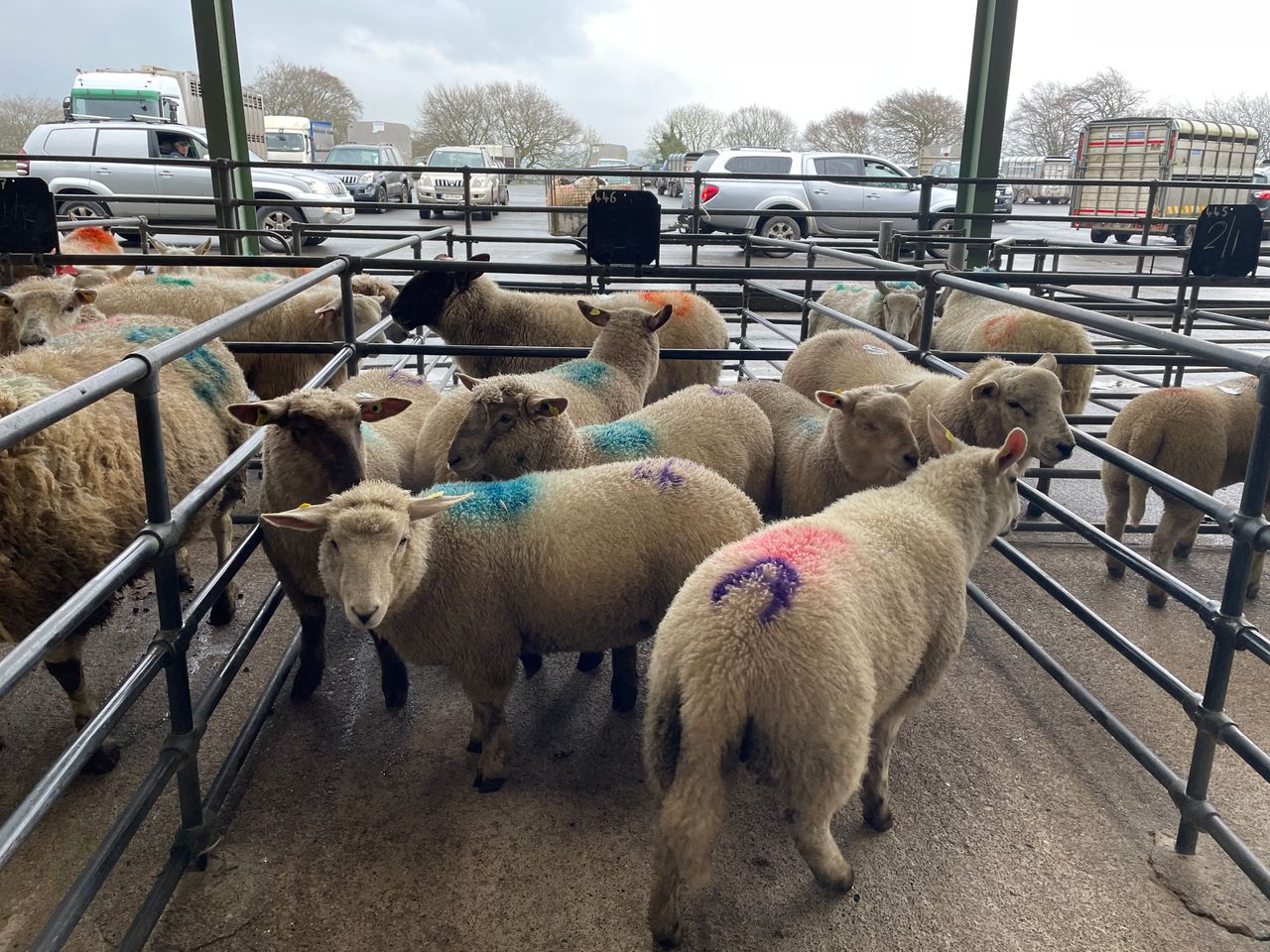 Sheep kill: Spring lamb prices increase while supplies remain low