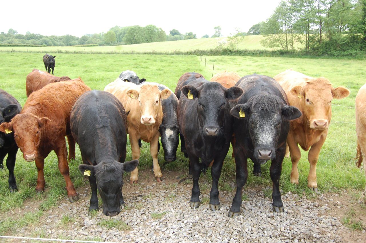 Changes to Turkish live export rules could benefit Irish farmers