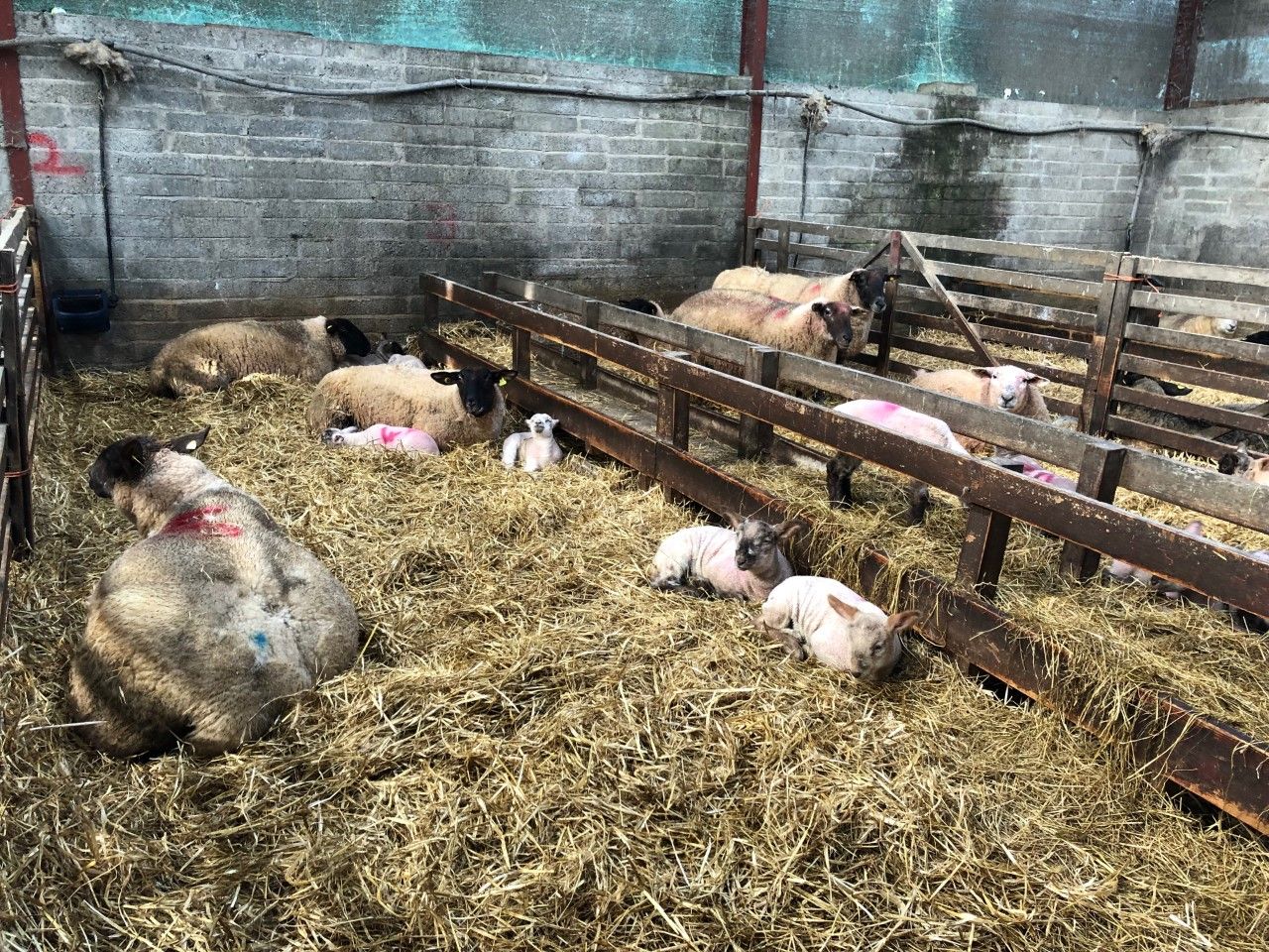 Are you tight for feed space in your shed? Check out how this farm overcame this problem