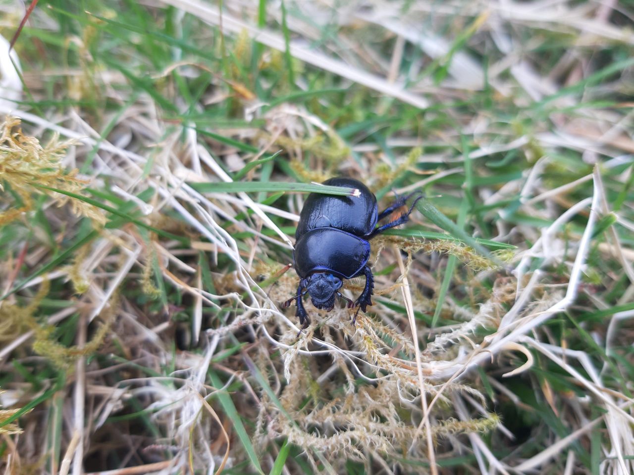 Survey of dung beetles on dairy farms reveals benefits