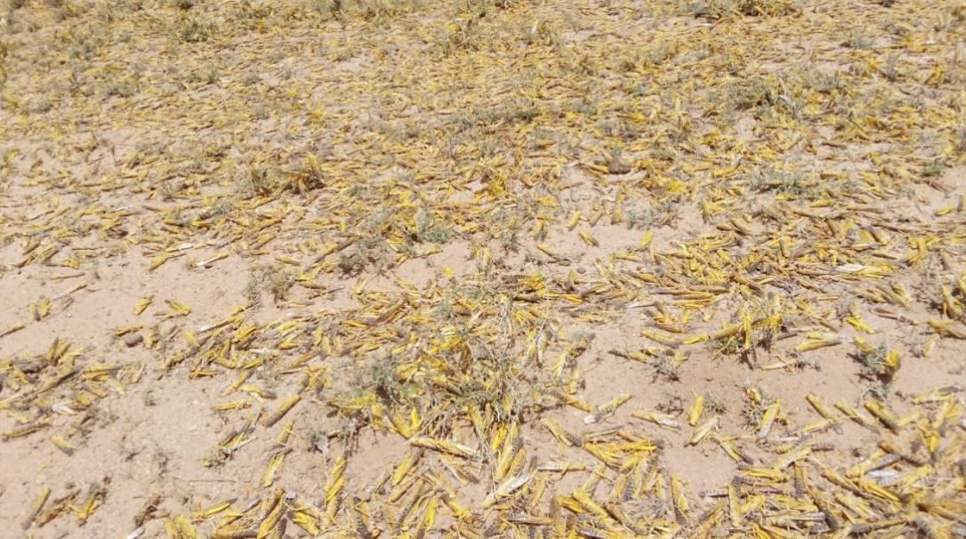 Locust swarm to create 'major food crisis' in Africa
