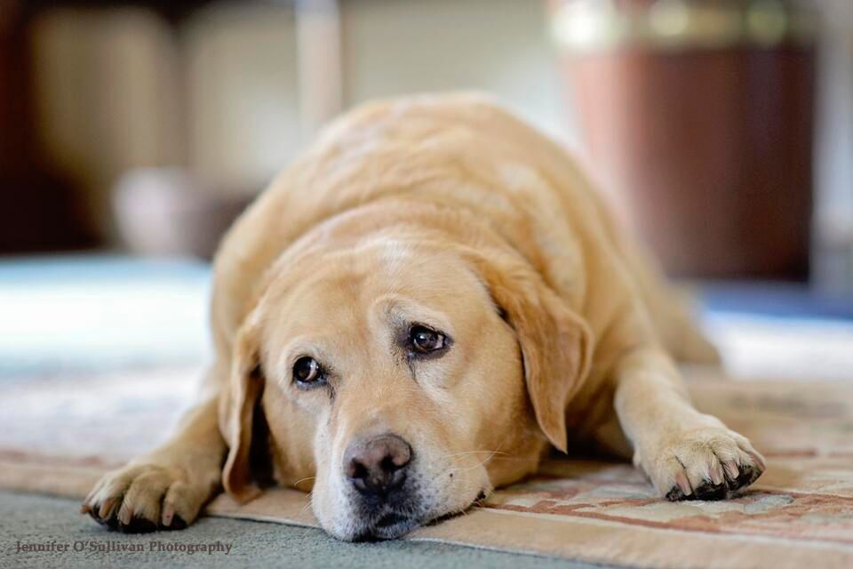 DSPCA calls on Coveney to review puppy farm business