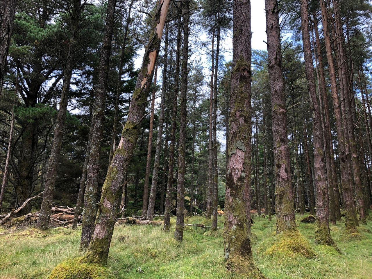 Group developing carbon-removal system for farm forestry