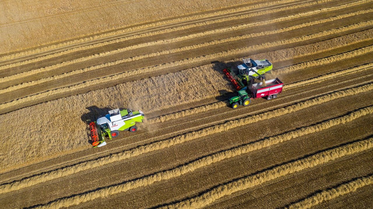 BYDV hits barley yields in many places