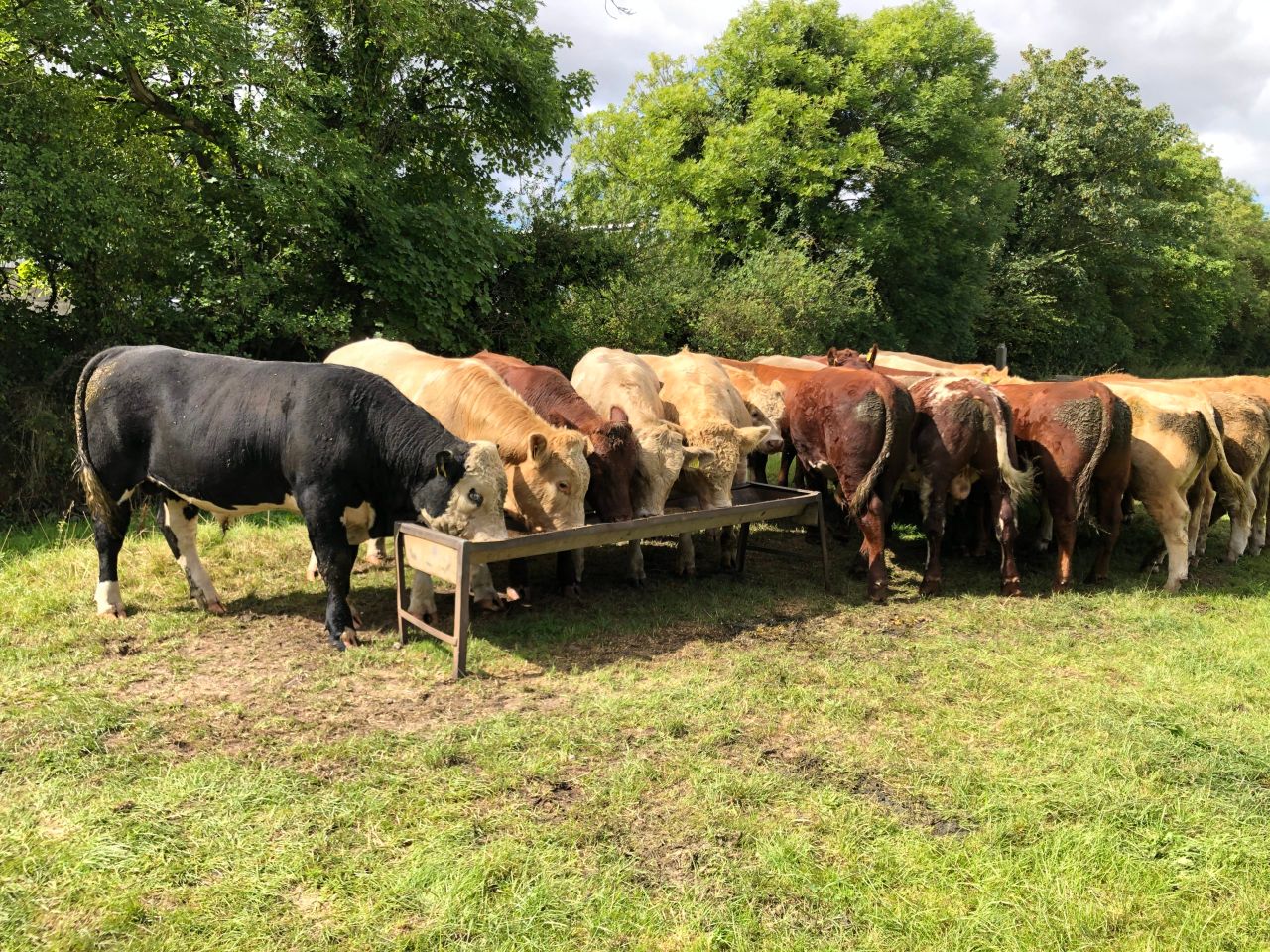 Teagasc: Further beef price inflation 'highly probable'