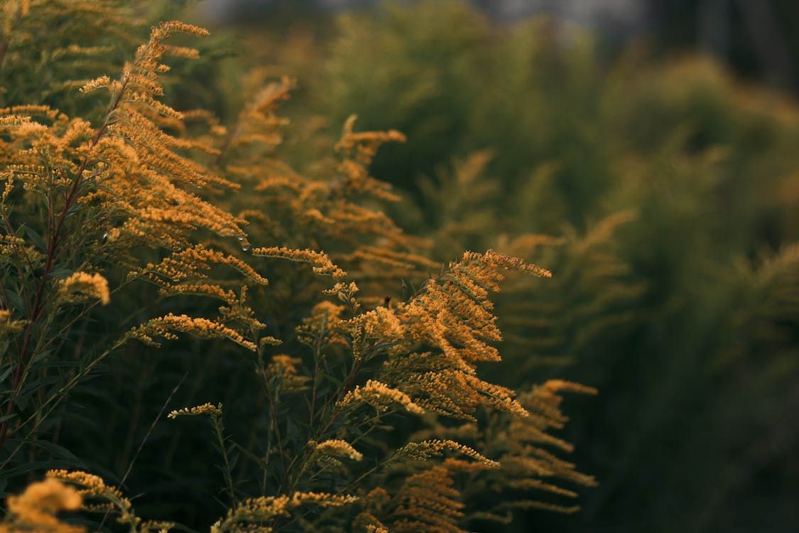 McConalogue: No burning of scrub land in summer
