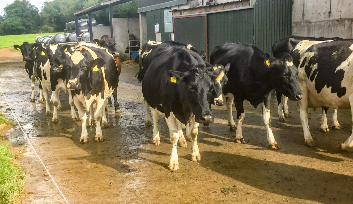 An innovative way to tackle Ireland's mastitis problem