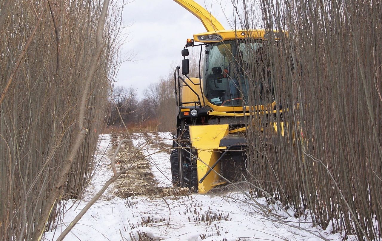 What's the contractor 'price' for harvesting willow?