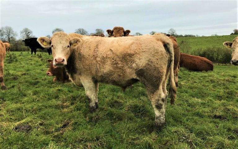 'The climate is putting huge pressure on farmers in the west of Ireland'