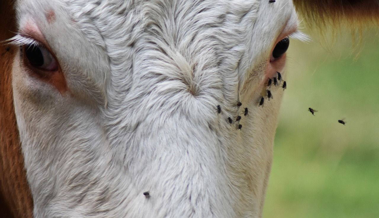 Cattle and sheep numbers down on 2023 while pig numbers up