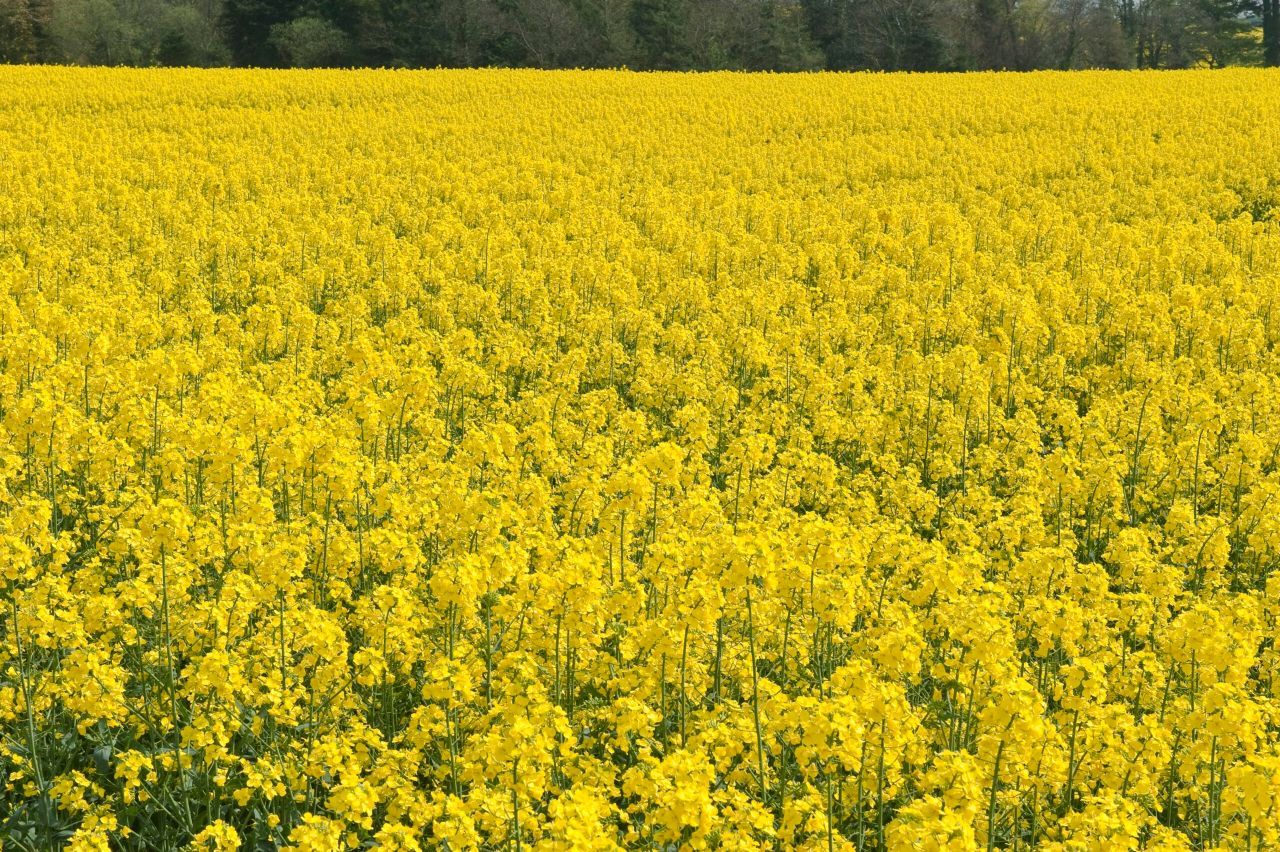 New sclerotinia risk alerts tool delivers over 90%