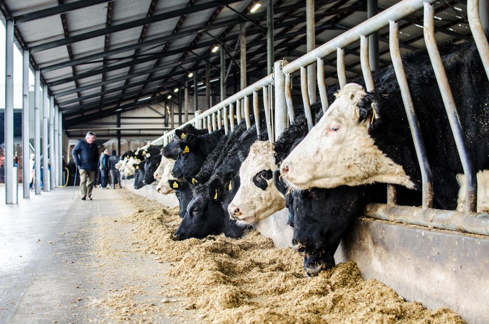 The growing prospect of a hard Brexit is bad news for Irish beef