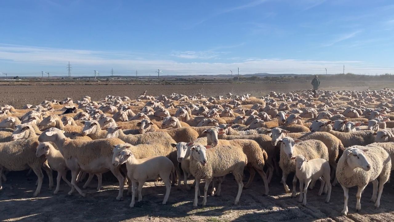 A Spanish farm with 3,000 sheep and a turnover of €250,000