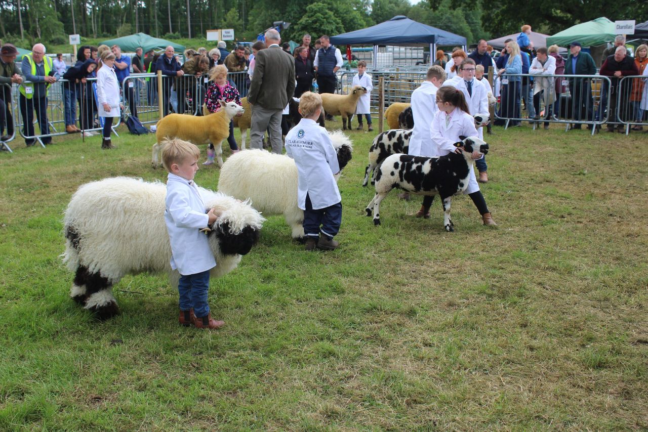 'Tremendous' turnout of young handlers at Armagh Show 2026