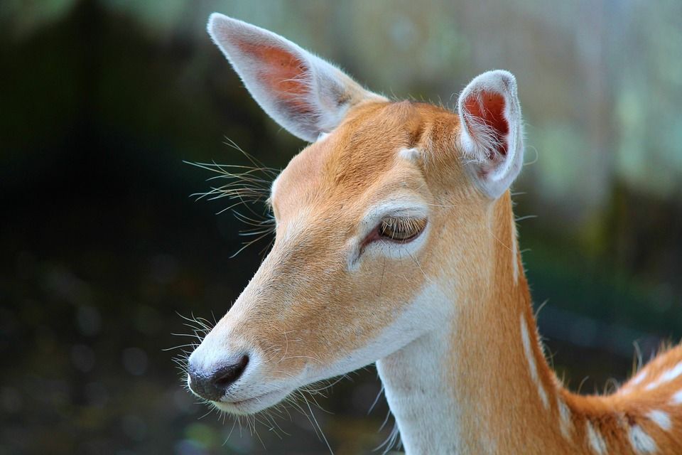 Kerry TD calls for 'extensive cull' of Sika deer