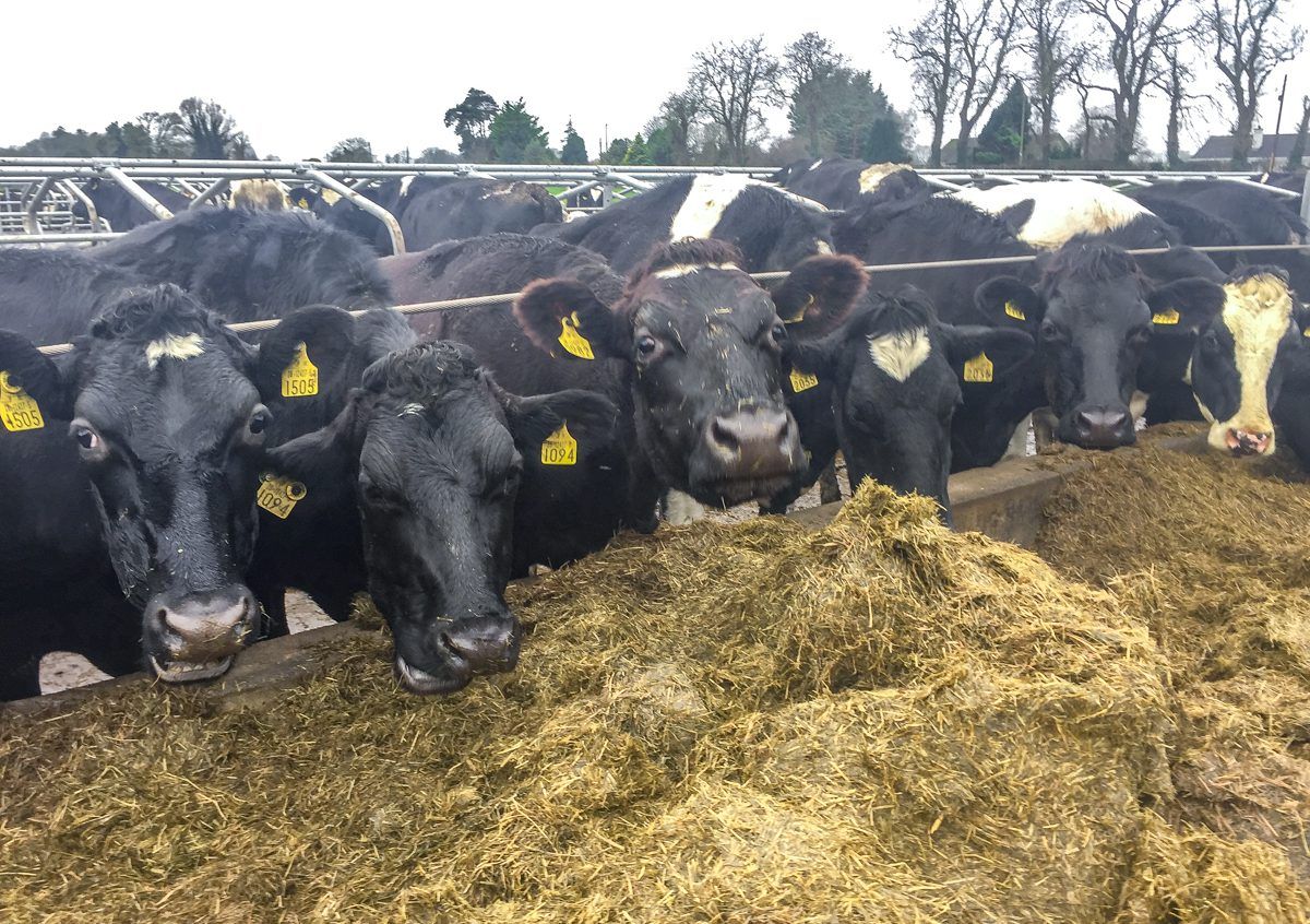 'Where silage is short, it will have to be rationed'