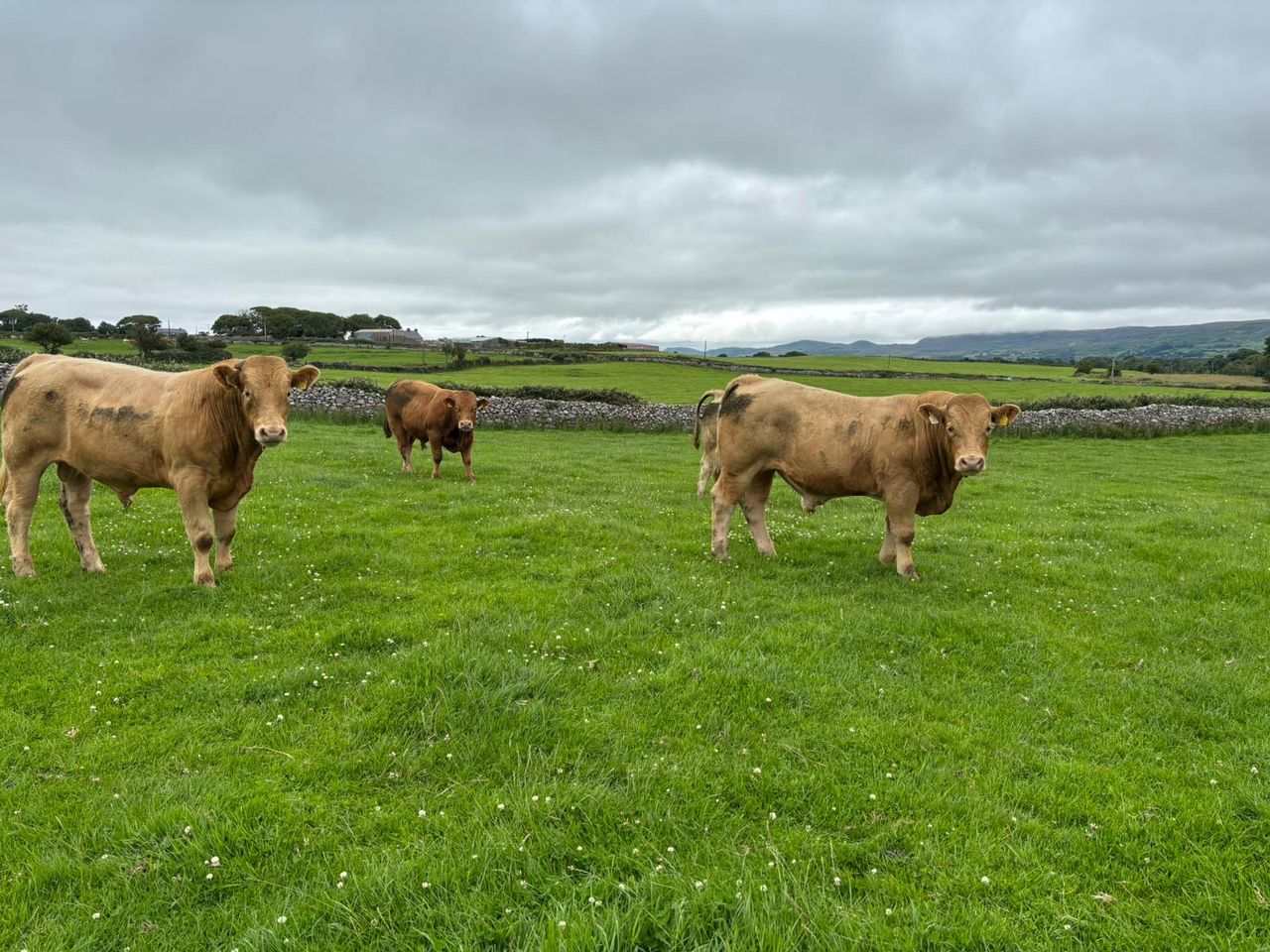 ABP Monitor Farms: Strong growth on Sligo suckler farm
