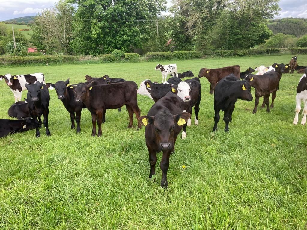 Are faecal egg counts aiding the spread of parasites on farms?