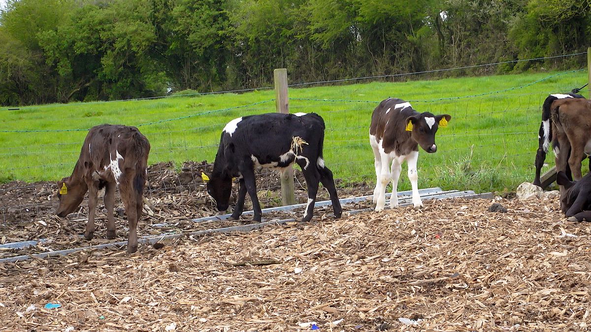 TB testing exemptions for calves to end this week