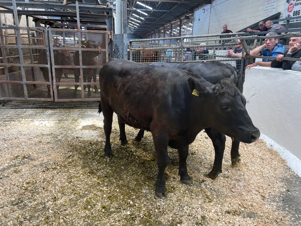 These 2,580kg Angus bullocks sold for €1,630 each