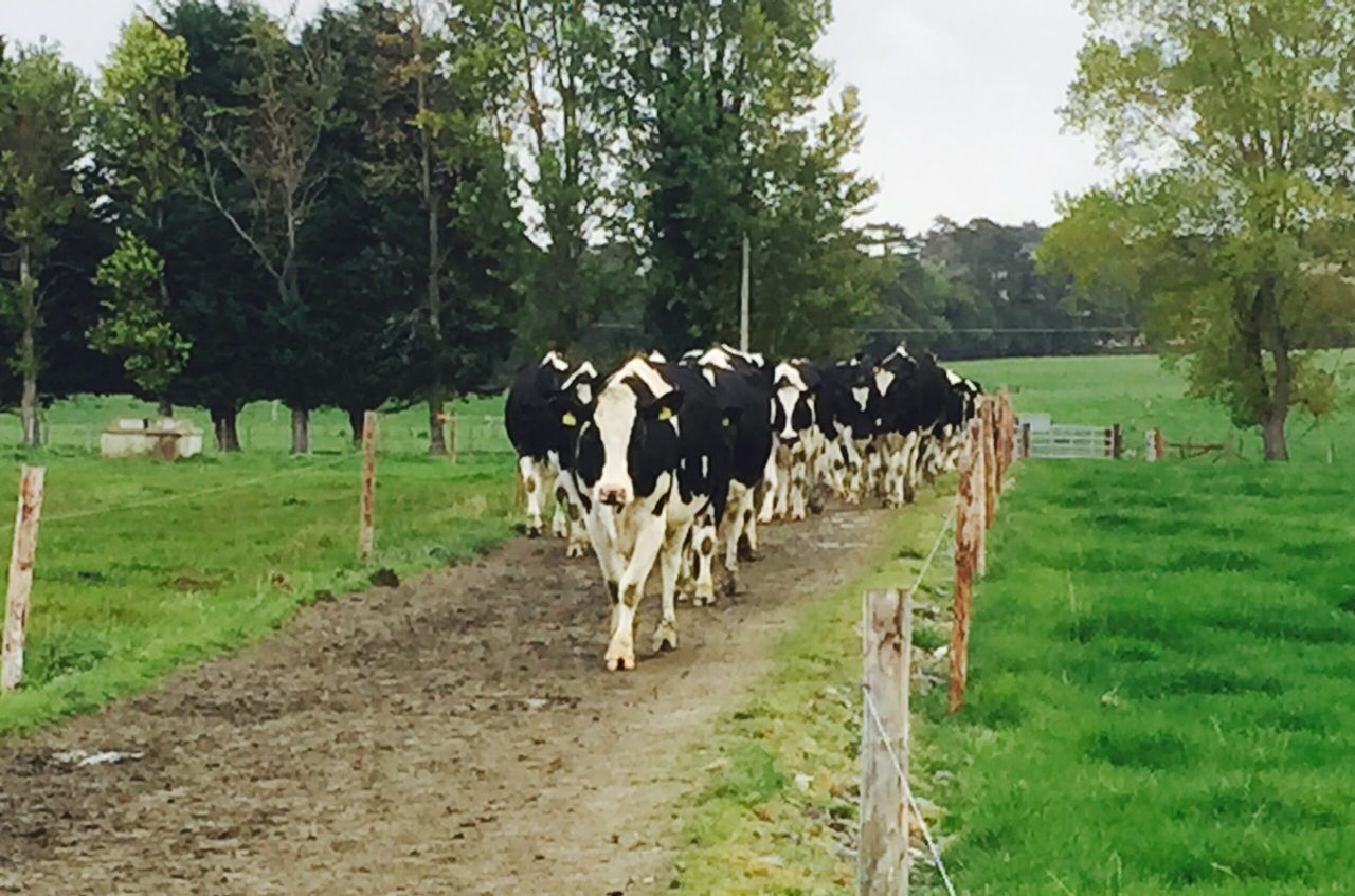 Clover swards drive organic milk output on Co. Derry organic farm
