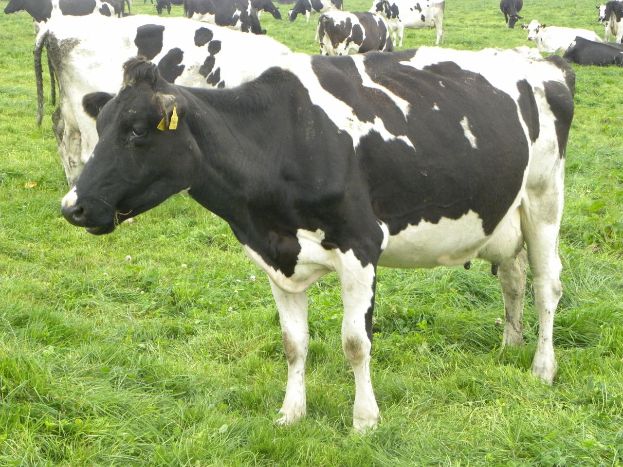 Despite volatility, global dairy demand to grow by 2% - Rabobank