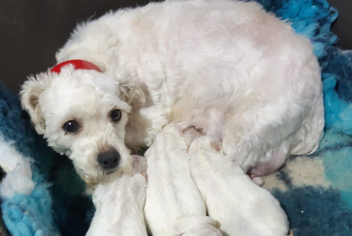 62 dogs surrendered as illegal breeding establishment is discovered in Offaly