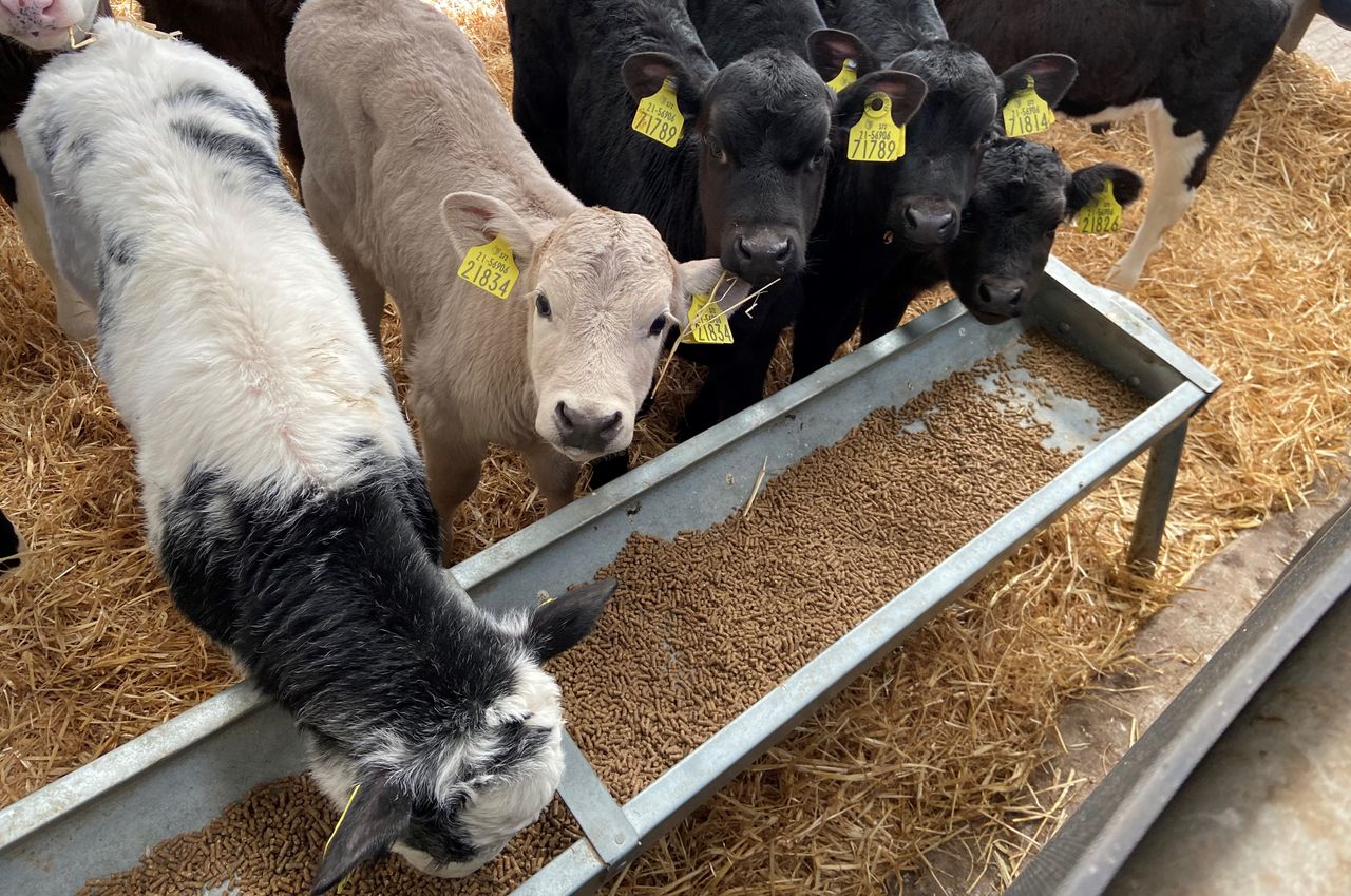 Video: Calf disease and how vaccination can play an important role against this