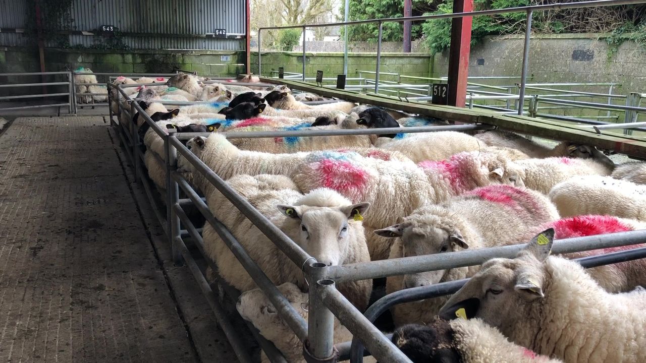 Cull ewes sell for over €200 at Athenry Mart