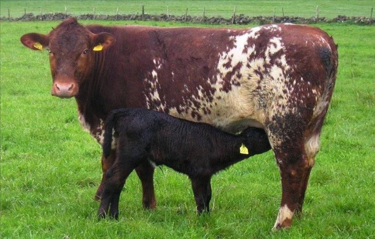 Call for financial support to prevent suckler farmer exodus