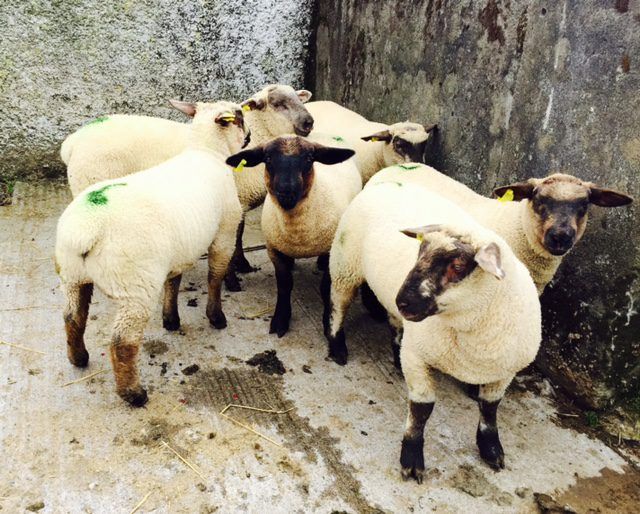 Sheep kill numbers fall but spring lamb numbers continue to increase