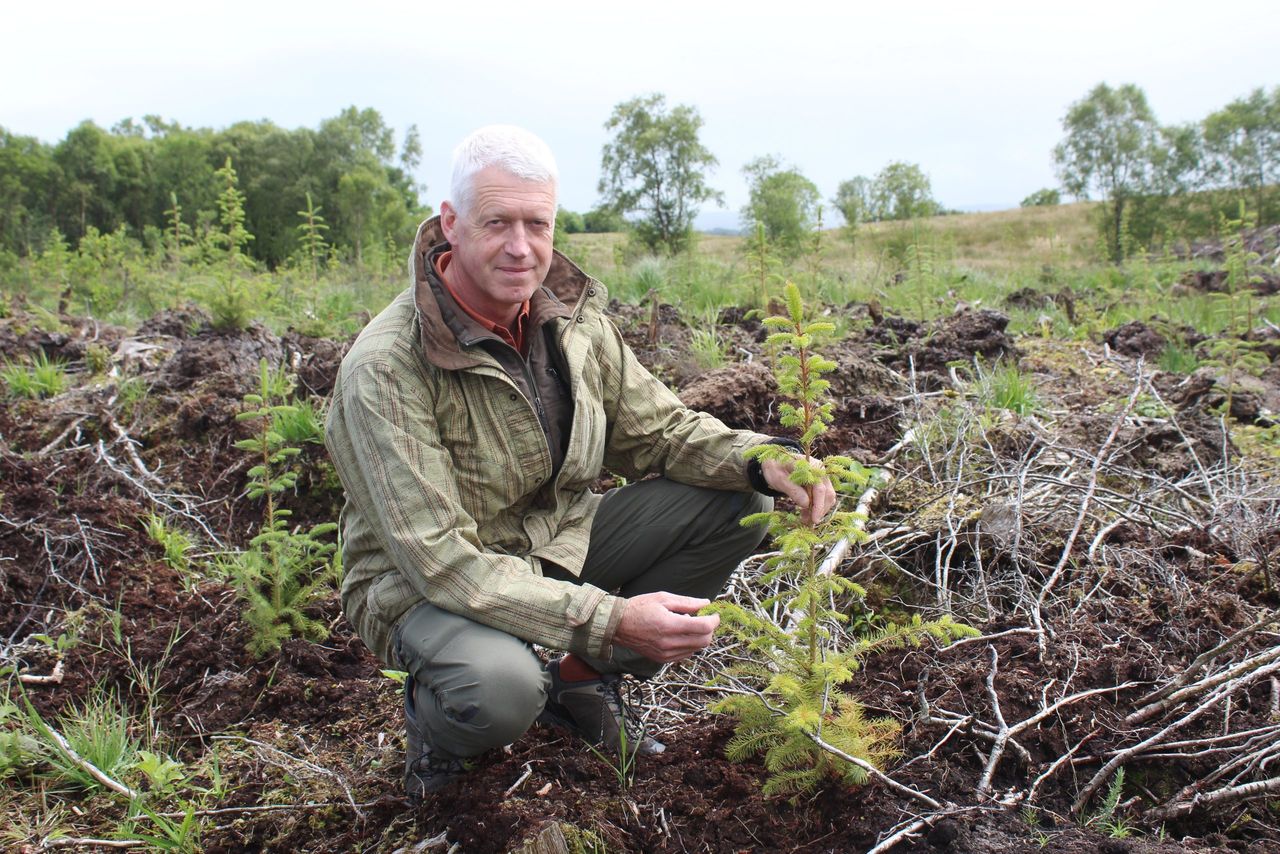 Fears windblown timber will 'flood' NI market