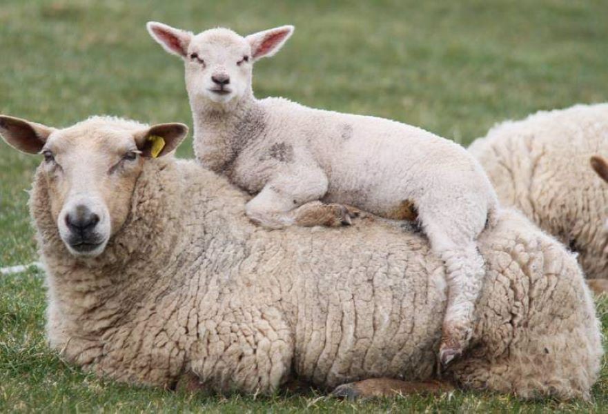 SIS balancing payments to be paid to sheep farmers next week