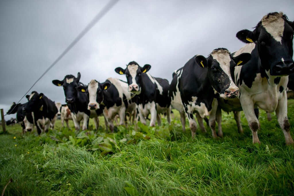 Quality Milk Awards 2020: Who are the rest of the Munster finalists?