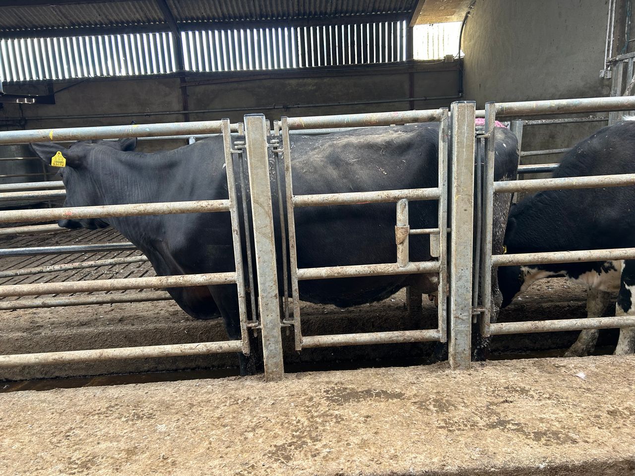 Time to completed a BCS assessment of your cows