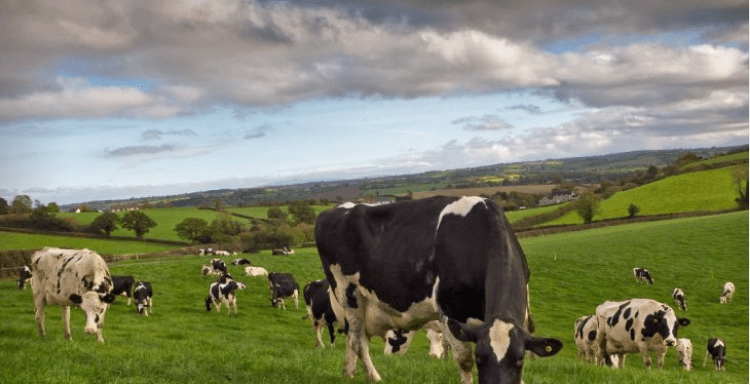 Creed confirms details of Johne’s Control Programme