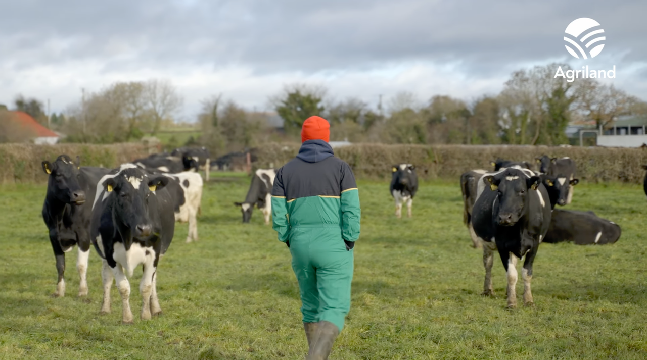 Finishing out the grazing rotation with an award-winning herd in Co. Tipperary