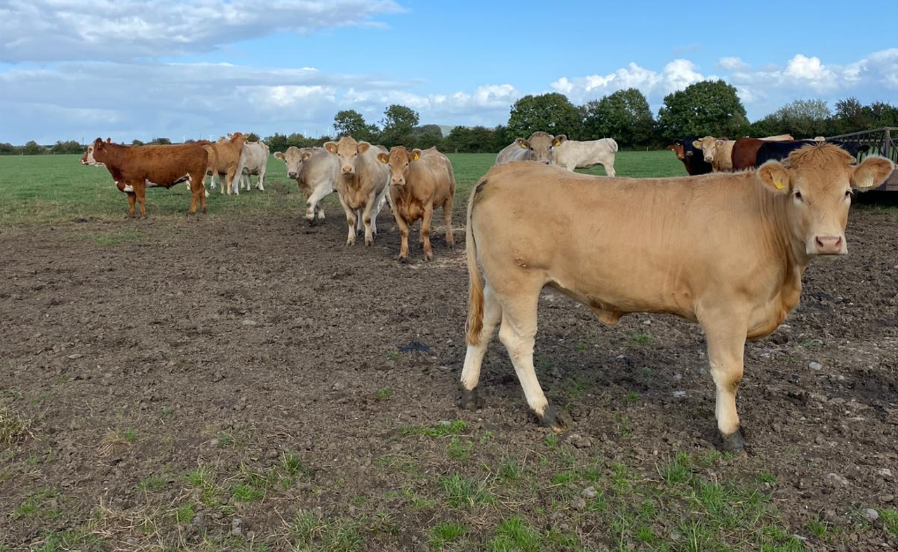 ABP Monitor Farm: Update from Tipp suckler beef farm