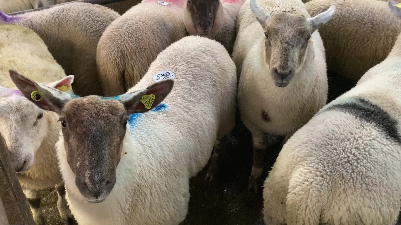 Finished lamb prices back by up to €5/head